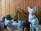 Продаются волшебные котята породы Девон рекс объявление продам