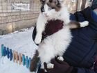 Кошечка Леся ищет надежные руки объявление продам