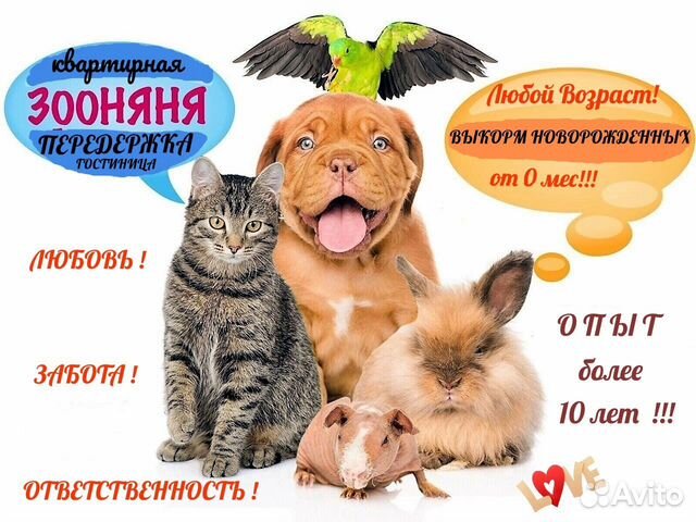 Квартирная Передержка- зоогостиница