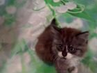 Котята от персидской кошки