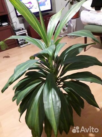 Драцена(карделина)