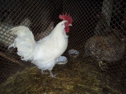 Бресс-гальская порода Инкубационное яйцо цыплята