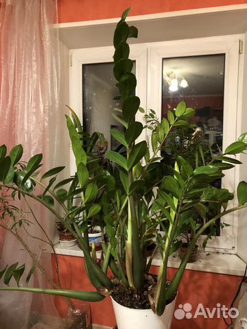 Замиокулкас 100/30 зеленый 25 листов