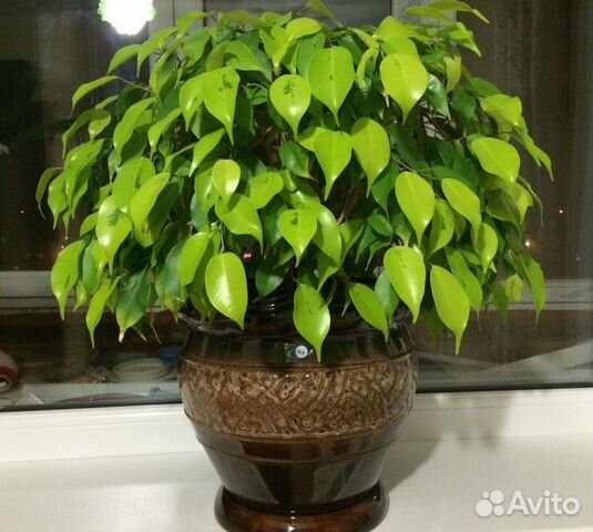 Ficus Benjamina Reginald (Фикус Реджинальд)