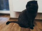 Передержка кошек (Домашняя) объявление продам