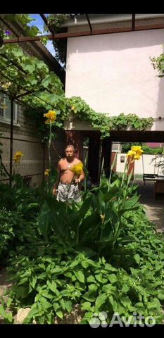 Канны 4 сорта клубни цветы