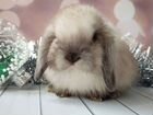 Девочка карликовый кролик минилоп объявление продам
