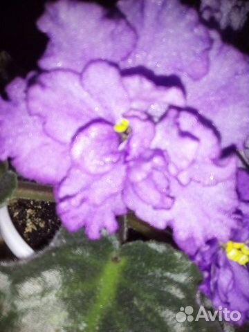 Фиалка сорт. Рассаж. детки, цветущие кусты