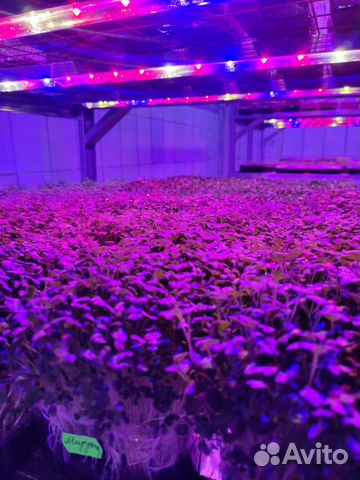 Абонемент микрозелень миди