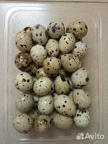 Яйца перепелиные инкубационные