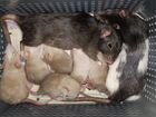 Ручные крысята редких окрасов объявление продам