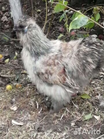 Петушки Лакенданзи