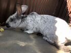 Кролик Самка объявление продам