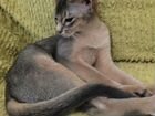 Чистокровный абиссинский котик из питомника объявление продам