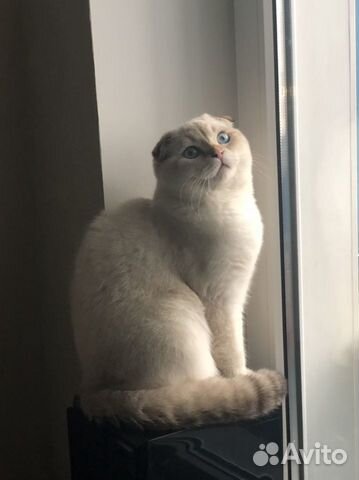 Золотой кот на вязку.Котята на продажу