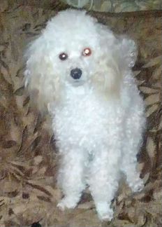 Той-пудель девочка (вязка)