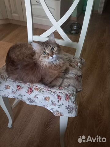 Ищем кота для вязки