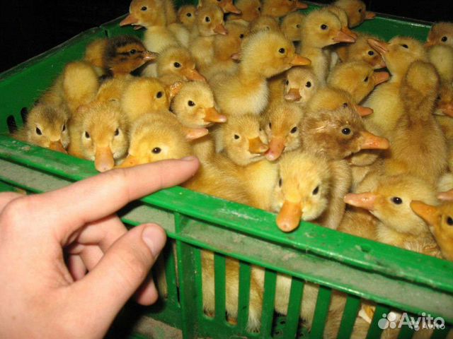 Утята бройлерные(белые) 3 недели,бройлеры мулард