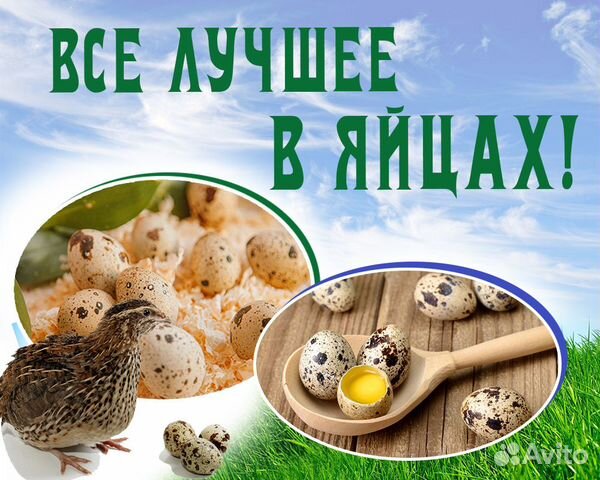100 шт Инкубационное яйцо перепелов Радонежские