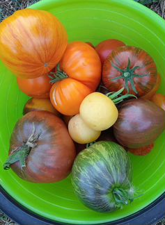 Семена коллекционных сортовых томатов