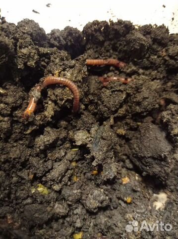 Калифорнийские черви