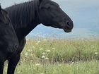 Лошадь, «Карачаевской породы»