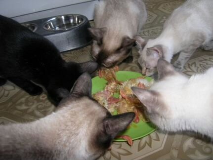 Суточные цыплята на корм животным доставка