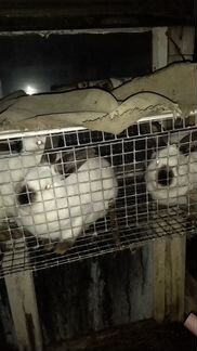 Кролики породы Калифорния 3-4 месяца, также гуси Л - фотография № 3