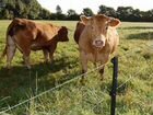 Электро пастух для коров комплект с кольями