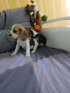 Девочки бигль