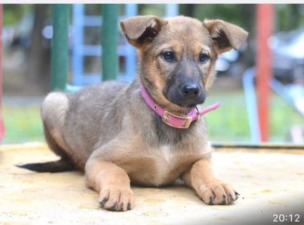 Умная ласковая щенок вырастет средняя