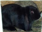 Кролики породы французский баран объявление продам