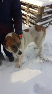 Найдена собака в районе талашкино