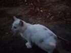 Мальчик обычная порода цвета рыжа белого котёнку 6