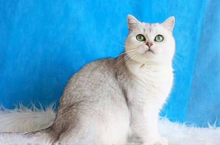 Британская кошечка шиншилла