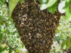 Сниму рой пчёл с вашего участка