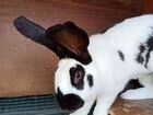 Кролики породы Бельгийский Фландр объявление продам