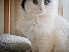 Ангорская кошка 1 год в добрые руки объявление продам