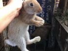 Кролики от 1 до 3х месяцев объявление продам