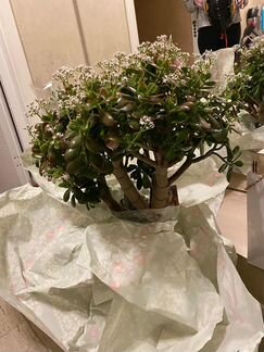 Болшое денежное дерево на успех