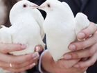 Ручные голуби на свадьбу и торжественные мер-ия