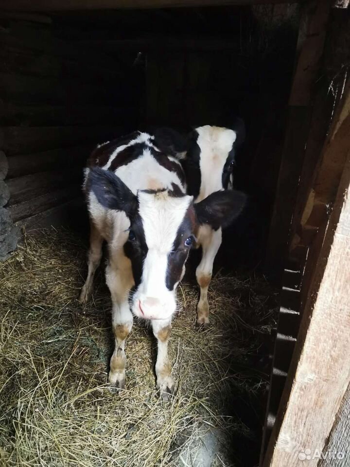 телята обычные. теленок 8 мес белый-белый. черно-белые телята 6 месяцев. теленок 6 месяцев. теленок 8 месяцев черная.