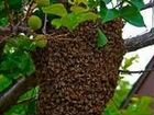 Сниму рой пчёл бесплатно объявление продам