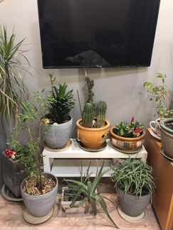 Комнатное растение с кашпо