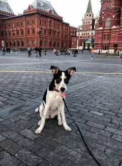 Отдам собаку в добрые руки