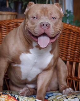 Американский Булли Вязка