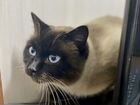 Кот с обалденными глазами в дар объявление продам