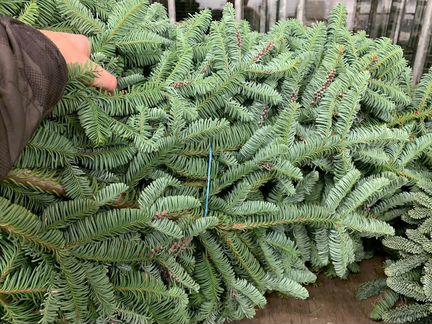 Лапник Датской пихты Нордмана (Свежий) опт розница