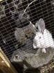Кролики домашние объявление продам
