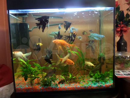 Аквариум